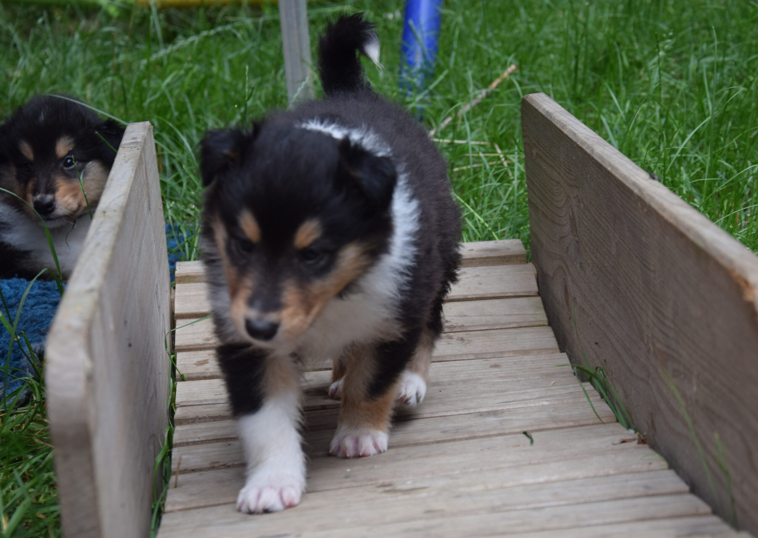 4W lila Princess Priya