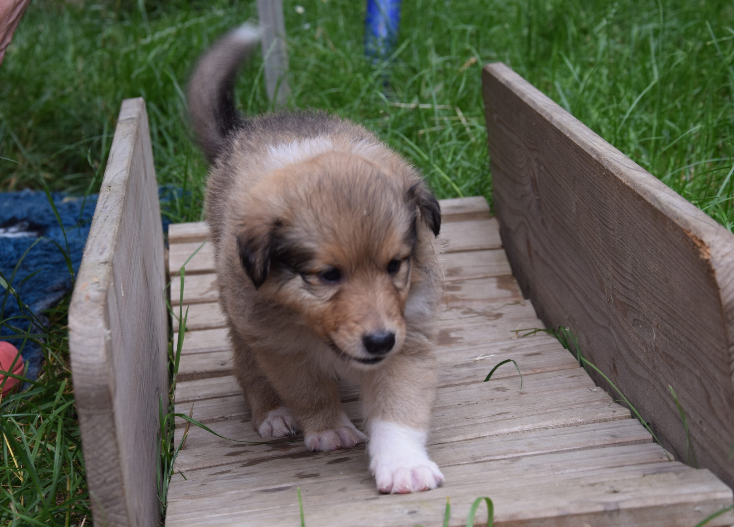 4W orange Pokerface Pixi