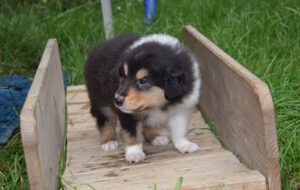 4W schwarz Prince Percival