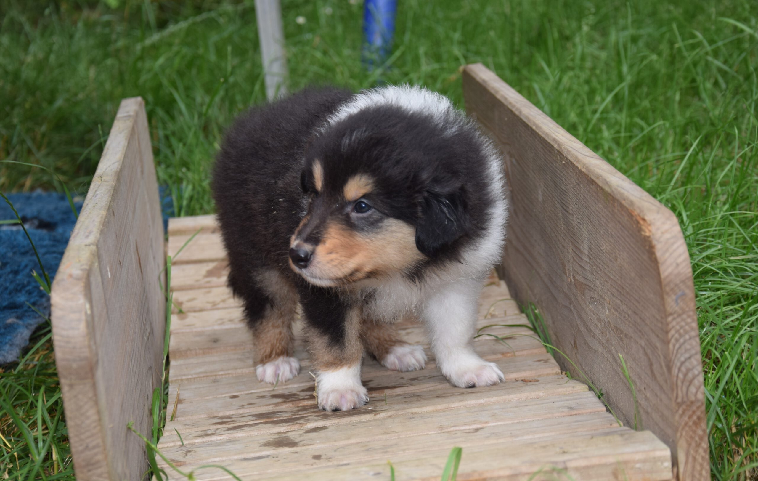 4W schwarz Prince Percival