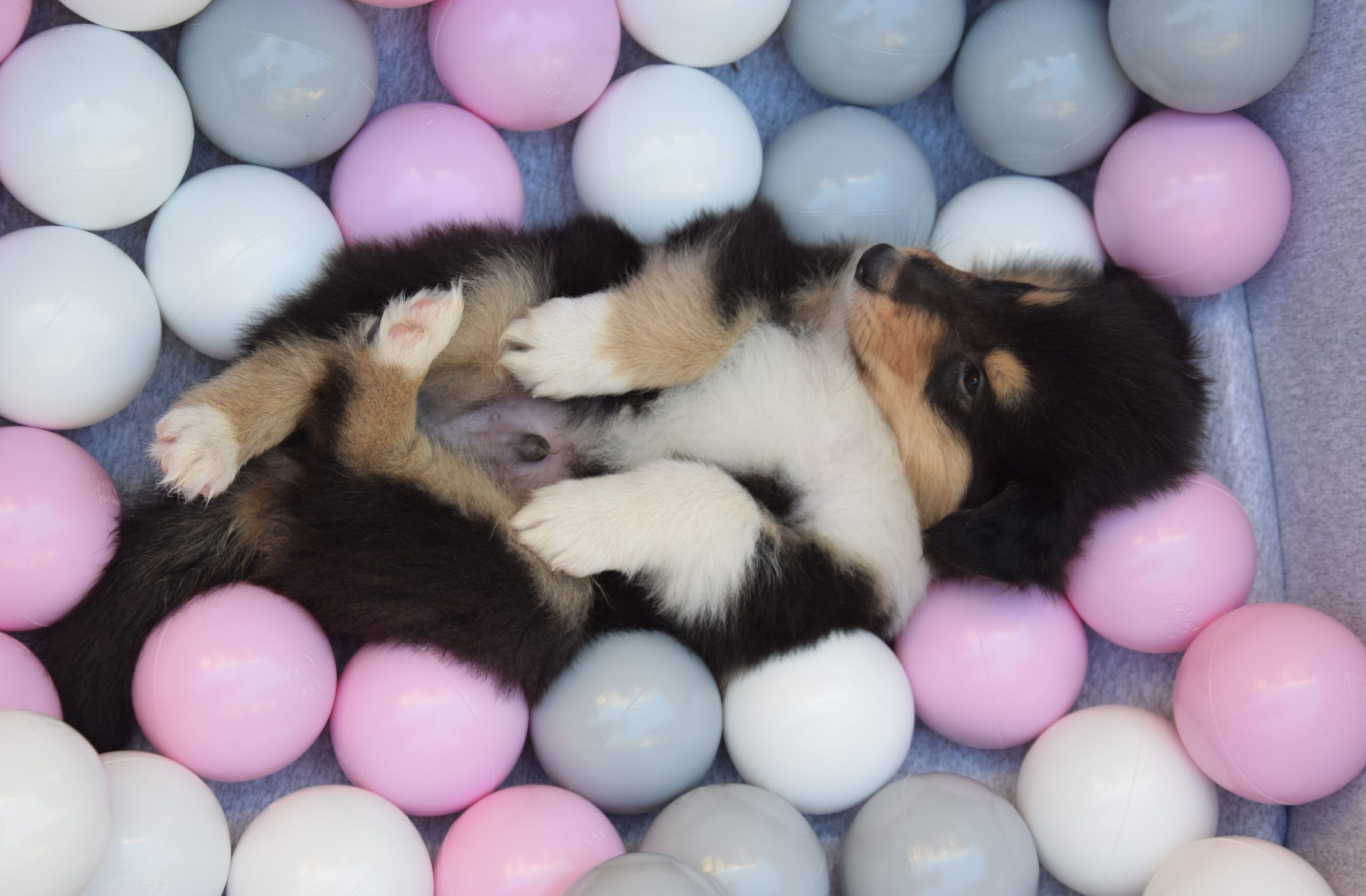 5W Prime Time Peewee