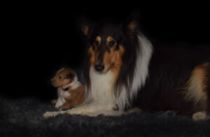 3W Quamara orange Kopie