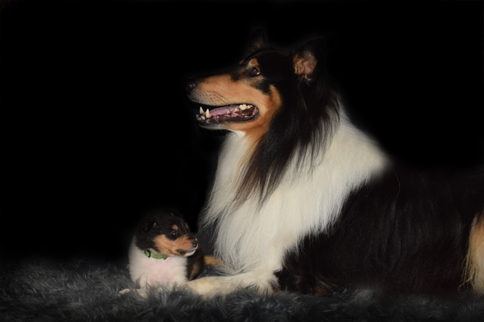 3W Quincy grün Kopie