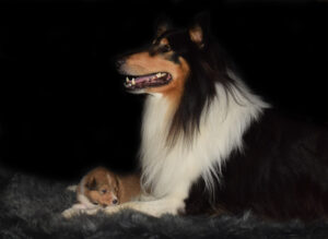 3W Quinta gelb Kopie