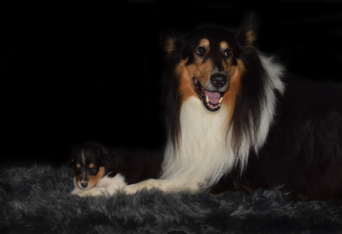 3W Quintara lila Kopie