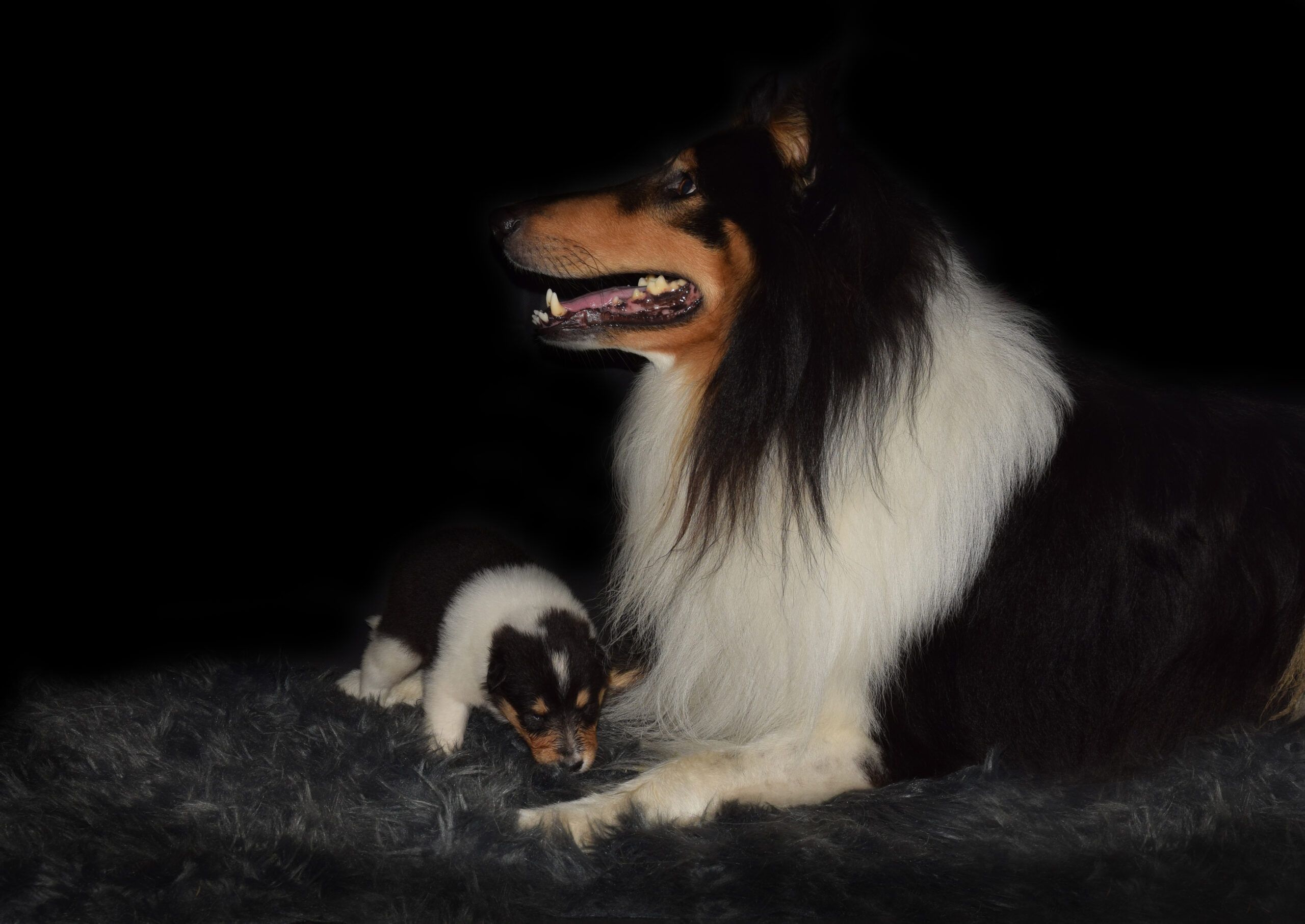 3W Quirin blau Kopie