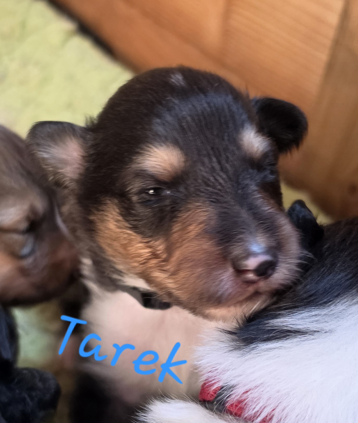 Tarek