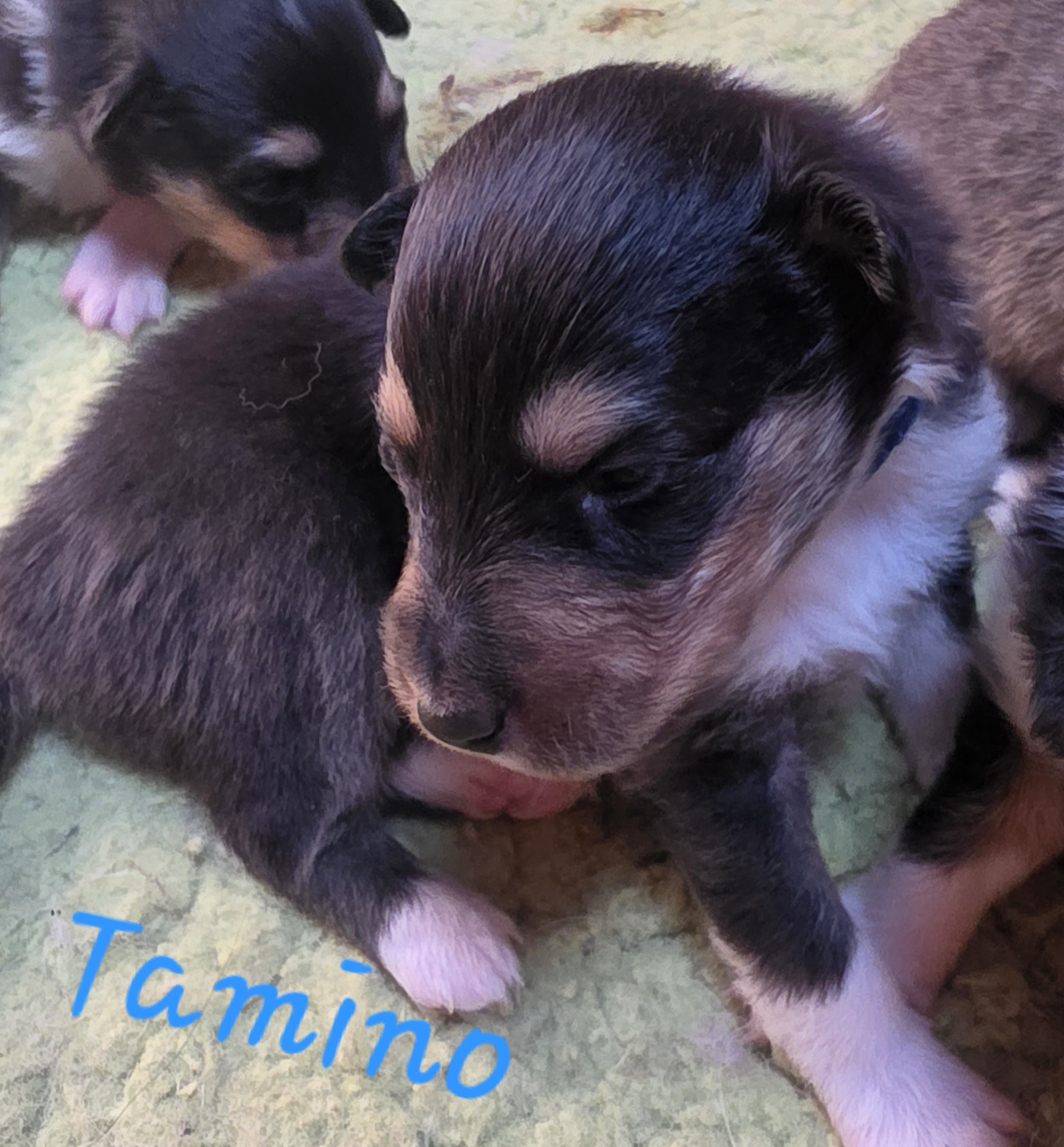 Tamino