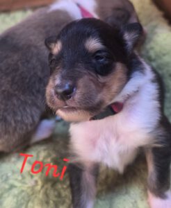 Toni