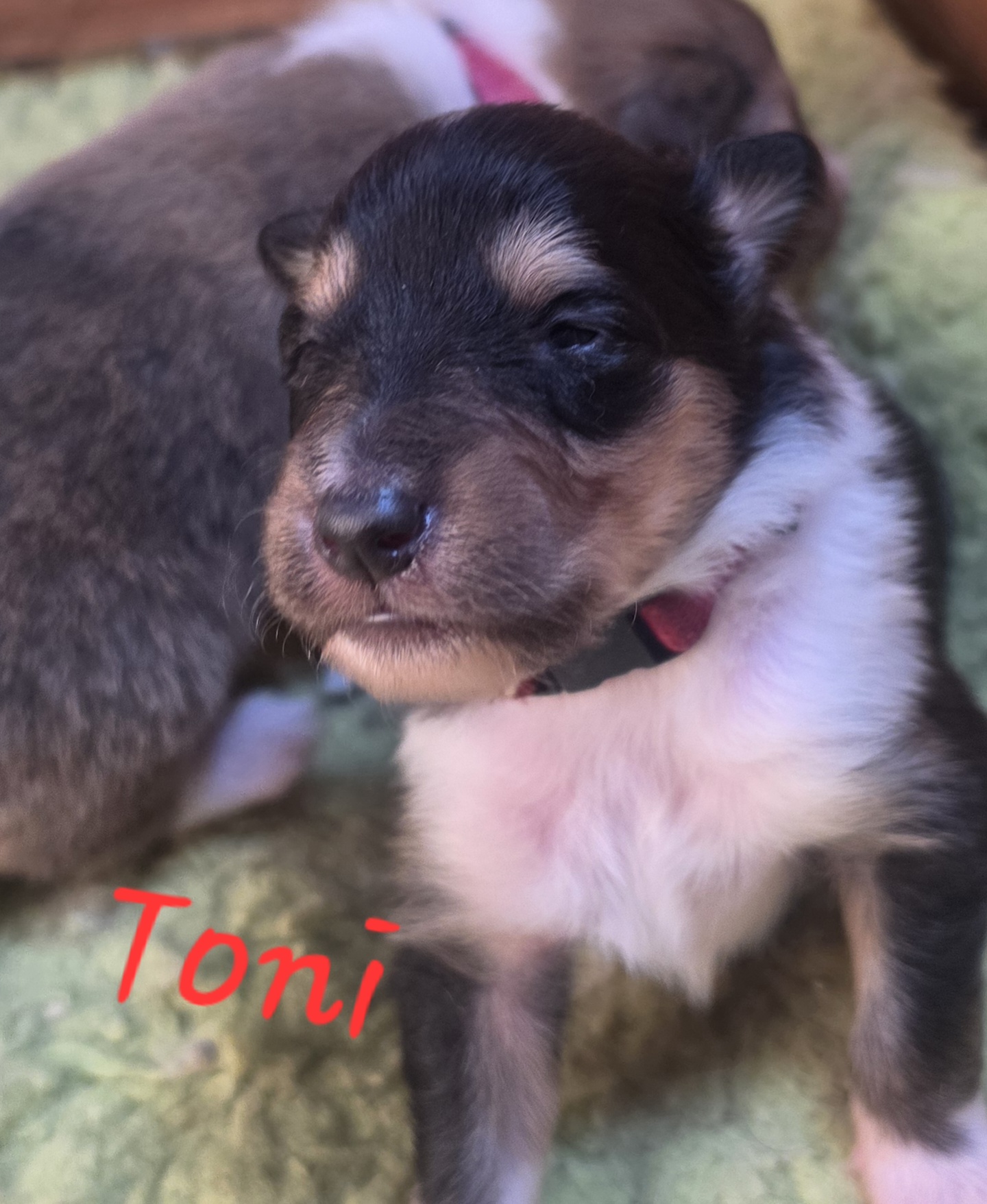 Toni