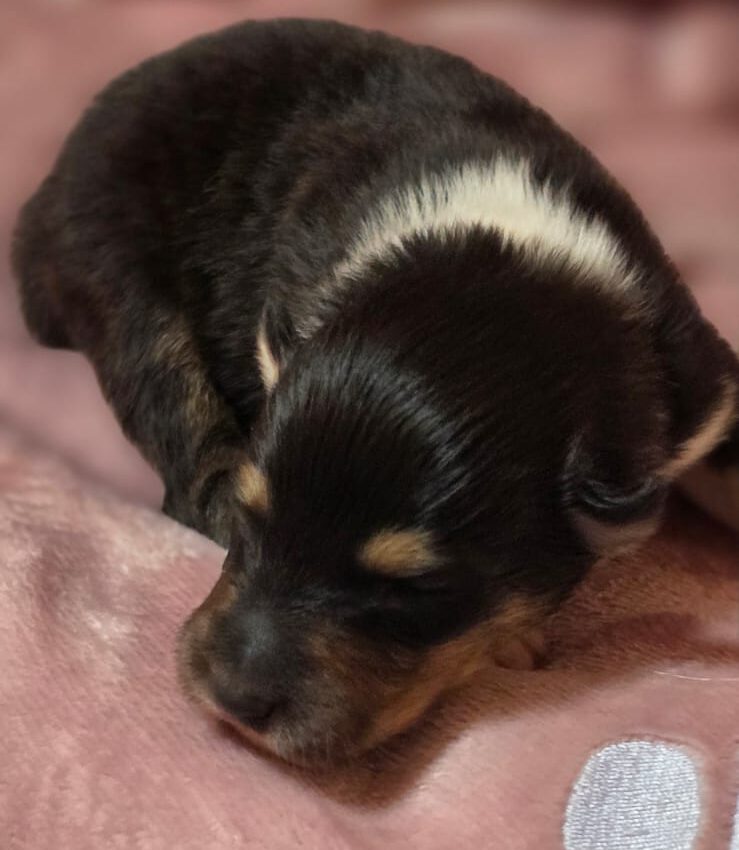 Tamino