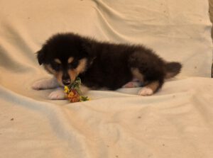 Tamino6W