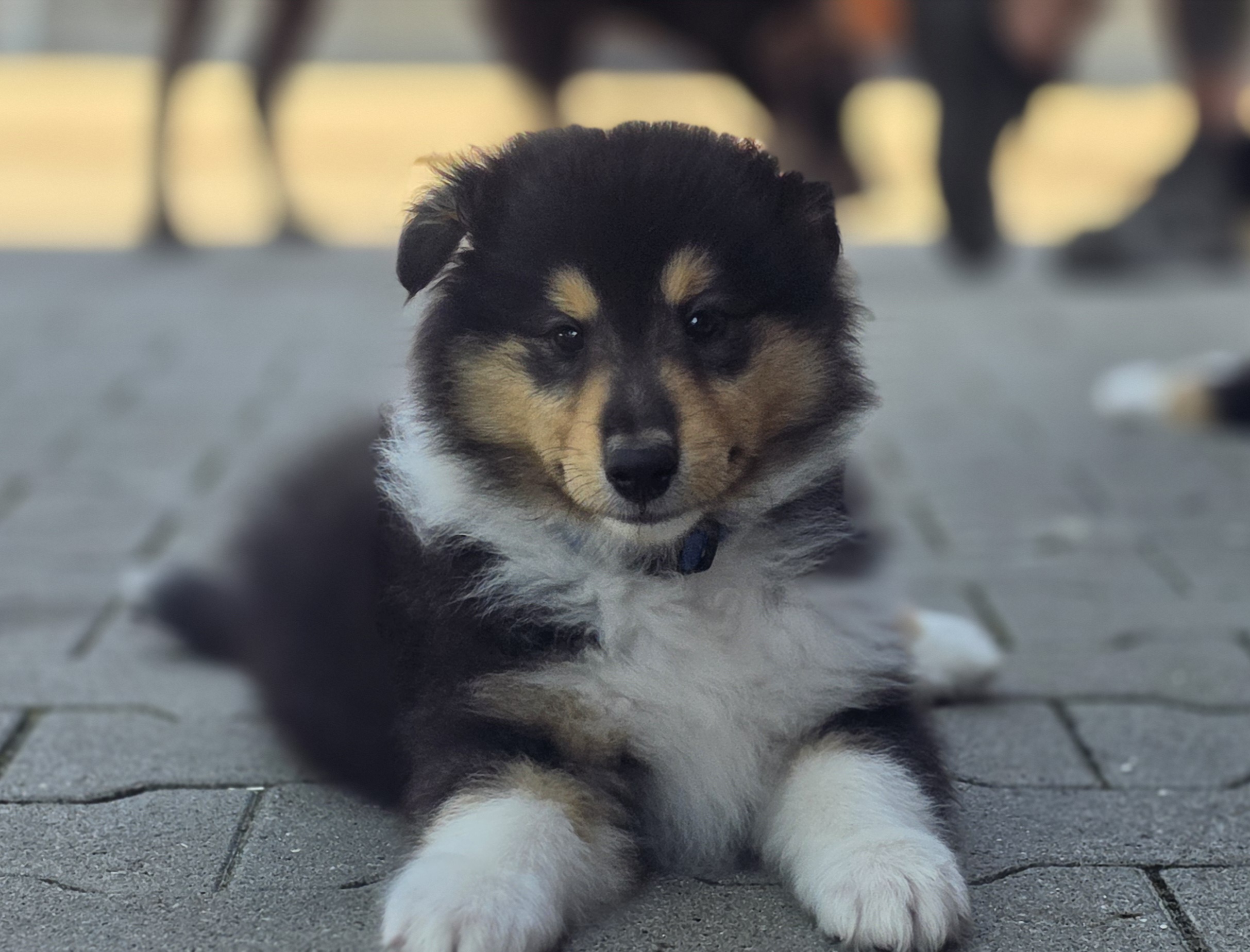 Tamino7W
