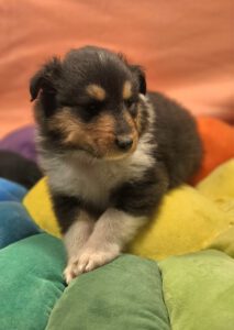 Tarek5W