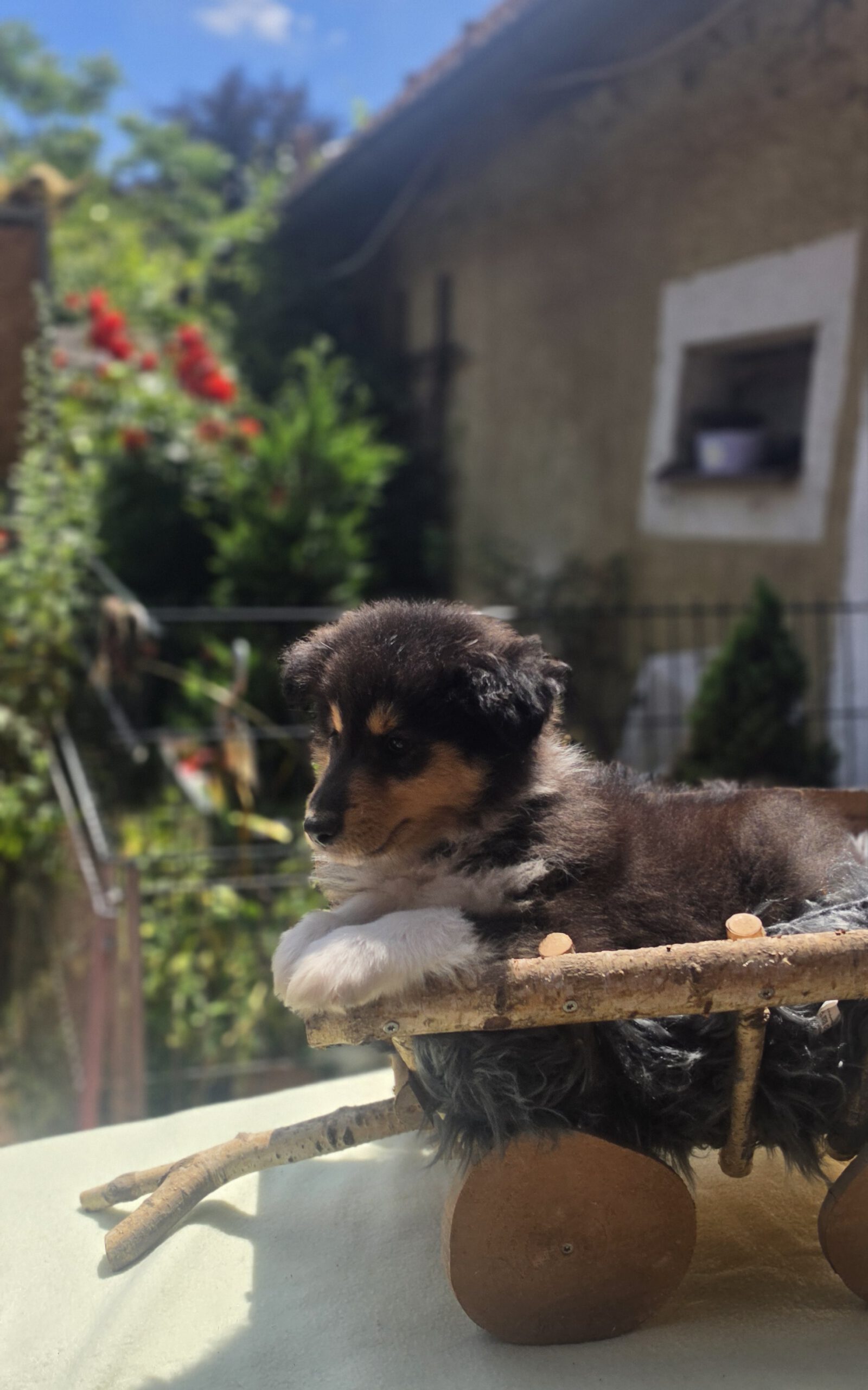 Tamino8W